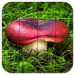 Tile Puzzles · Mushrooms v7.8.3 [MOD]