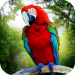 Jungle Parrot Simulator – try wild bird survival! v1.3.1 [MOD]