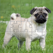 Pugs trò chơi ghép hình con ch v1.0.4 [MOD]